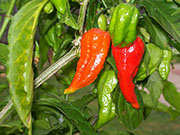 Bhut Jolokia