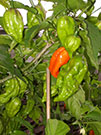 Bhut Jolokia