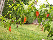 Bhut Jolokia