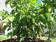 Bhut Jolokia