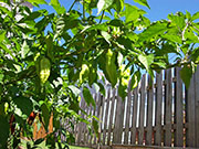 Bhut Jolokia