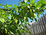 Bhut Jolokia