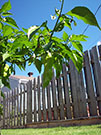 Bhut Jolokia