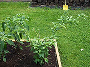 Bhut Jolokia
