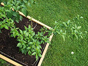 Bhut Jolokia