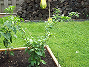 Bhut Jolokia