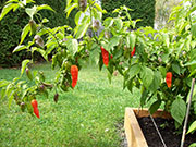 Bhut Jolokia