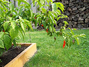 Bhut Jolokia