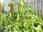 Bhut Jolokia