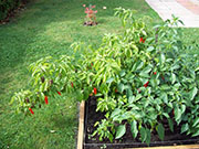 Bhut Jolokia
