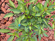 Bolivian Rainbow
