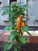 Bulgarian Carrot