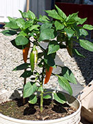 Bulgarian Carrot