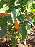 Bulgarian Carrot