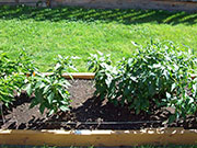 Bulgarian Carrot