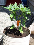 Bulgarian Carrot