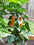 Bulgarian Carrot