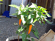 Bulgarian Carrot