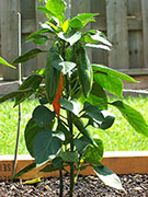 Bulgarian Carrot