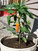 Bulgarian Carrot