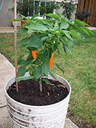 Bulgarian Carrot