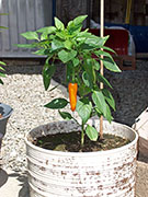 Bulgarian Carrot