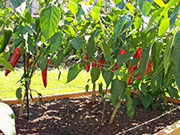 Piment d'Espelette
