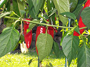 Piment d'Espelette