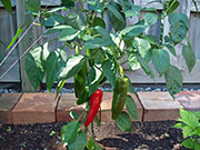 Piment d'Espelette