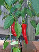 Piment d'Espelette
