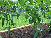 Piment d'Espelette
