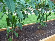 Piment d'Espelette