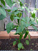 Piment d'Espelette