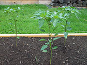 Piment d'Espelette