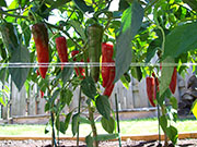 Piment d'Espelette
