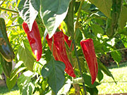 Piment d'Espelette
