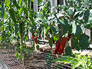 Piment d'Espelette