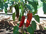 Piment d'Espelette
