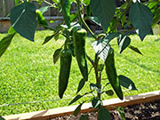 Piment d'Espelette