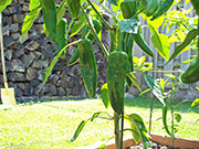 Piment d'Espelette