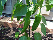 Piment d'Espelette