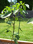Piment d'Espelette