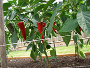 Piment d'Espelette