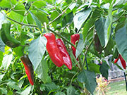 Piment d'Espelette