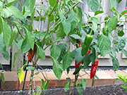 Piment d'Espelette