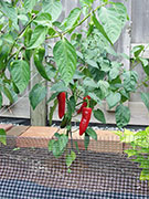 Piment d'Espelette