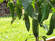 Piment d'Espelette