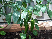 Piment d'Espelette