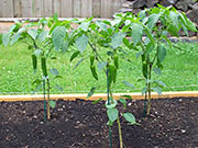 Piment d'Espelette