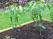 Piment d'Espelette